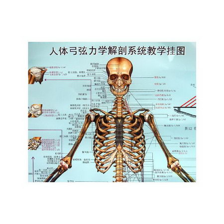 人體弓弦力學解剖繫統教學掛圖