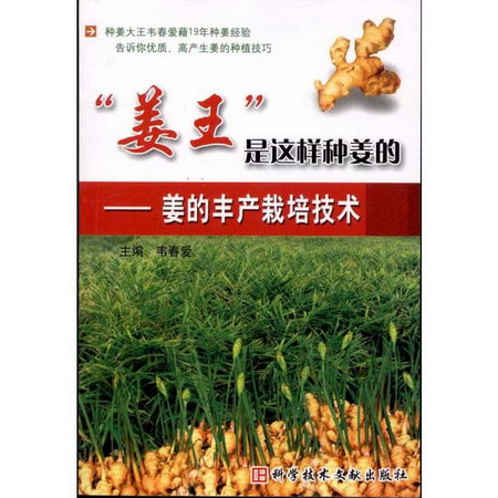 “姜王”是這樣種姜的——姜的豐產栽培技術